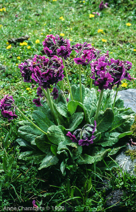 Primula calderiana