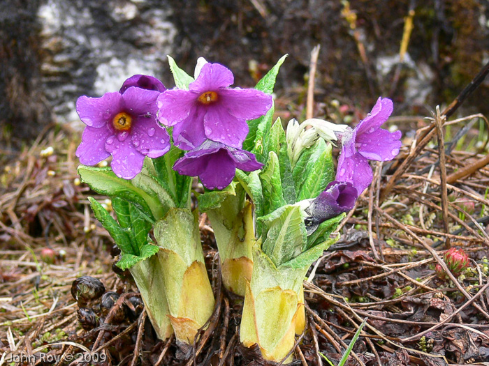 Primula calderiana