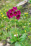 Primula calderiana