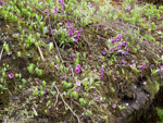 Primula calderiana