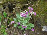 Primula calderiana