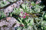 Primula calderiana