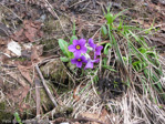 Primula calderiana