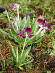 Primula calderiana