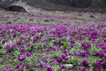 Primula calderiana