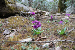 Primula calderiana