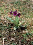 Primula calderiana