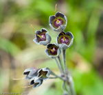 Primula calderiana