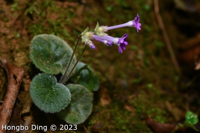 <i>Primula calyptrata </i>