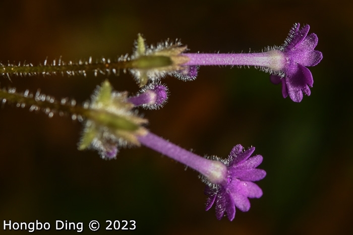 <i>Primula calyptrata </i>