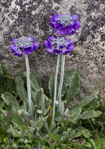 <i>Primula capitata subsp. capitata </i>