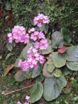 <i>Primula cardioeides </i>