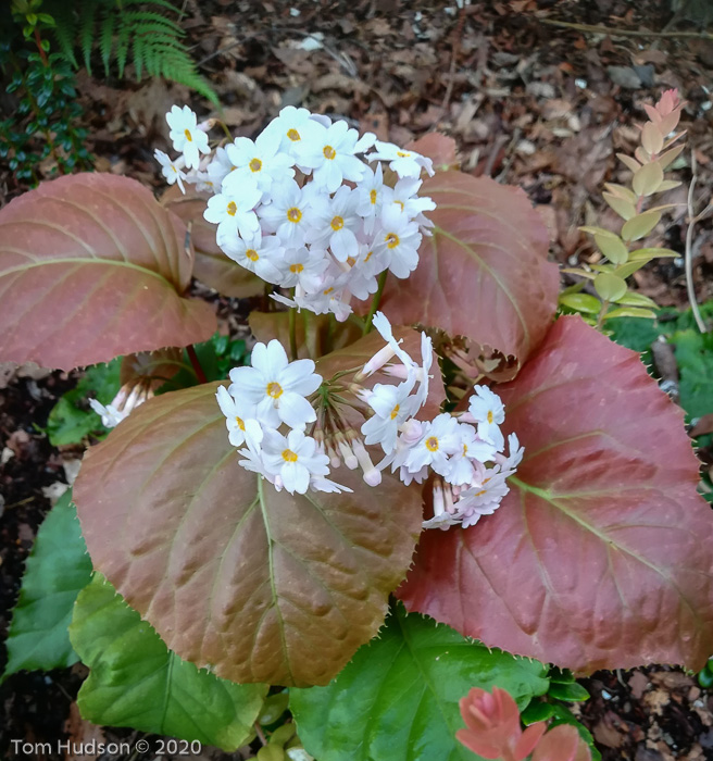 <i>Primula carolinehenryae </i>