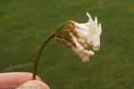 <i>Primula carolinehenryae </i>