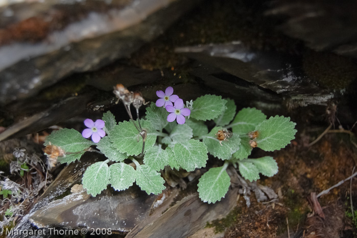 <i>Primula caveana </i>