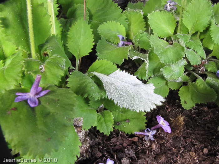 <i>Primula caveana </i>