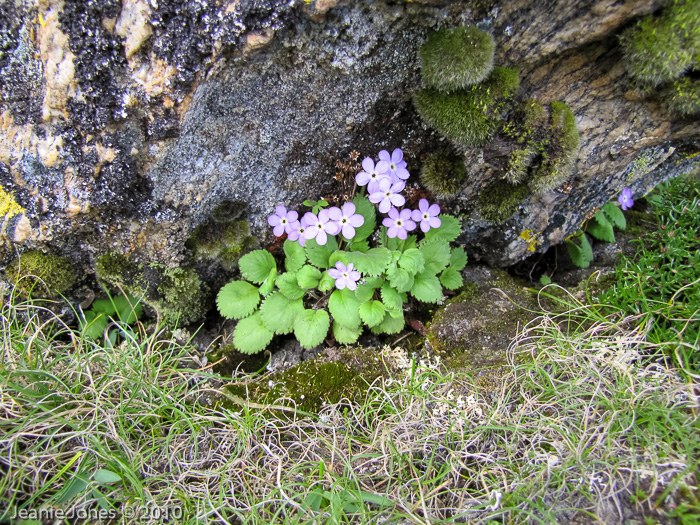 <i>Primula caveana </i>