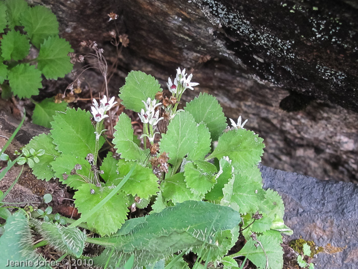 <i>Primula caveana </i>