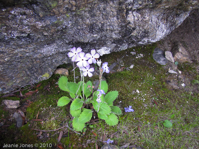 <i>Primula caveana </i>