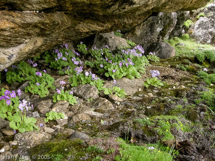 <i>Primula caveana </i>