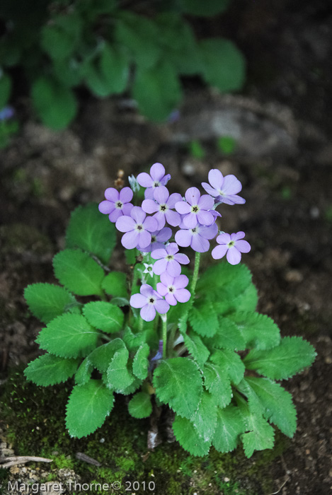 <i>Primula caveana </i>