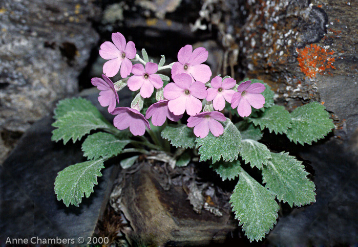 <i>Primula caveana </i>