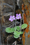 <i>Primula caveana </i>