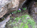 <i>Primula caveana </i>