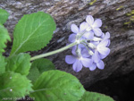 <i>Primula caveana </i>