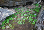 <i>Primula caveana </i>