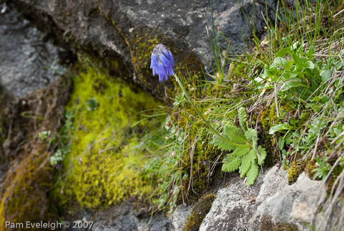 <i>Primula cawdoriana </i>