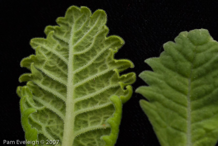 <i>Primula cawdoriana </i>