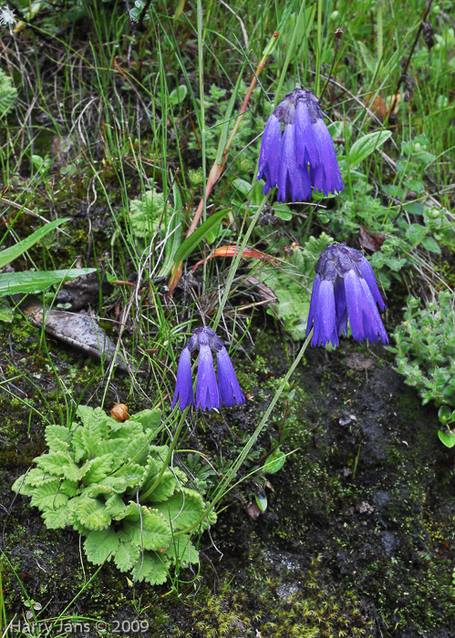 <i>Primula cawdoriana </i>