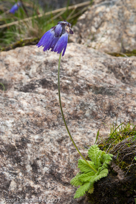 <i>Primula cawdoriana </i>