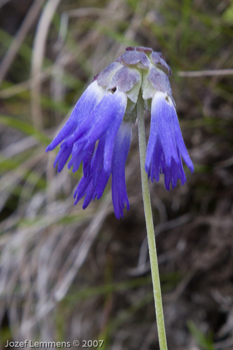 <i>Primula cawdoriana </i>