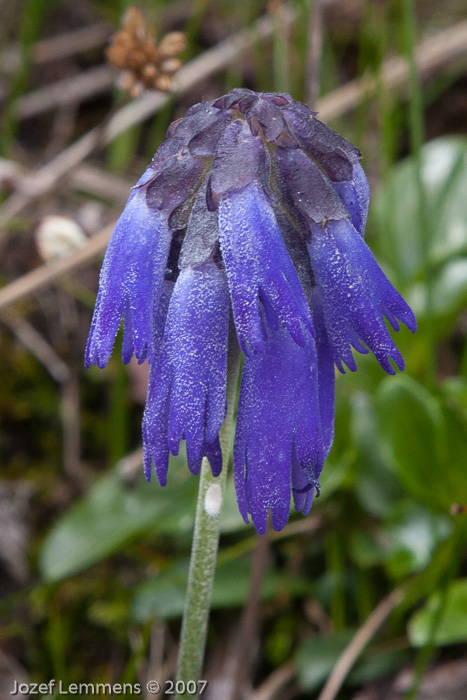 <i>Primula cawdoriana </i>