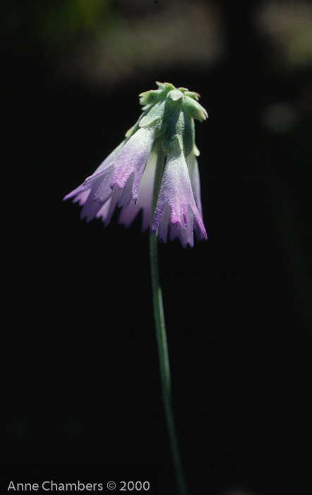 <i>Primula cawdoriana </i>