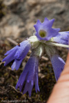 <i>Primula cawdoriana </i>