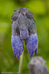 <i>Primula cawdoriana </i>