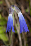 <i>Primula cawdoriana </i>