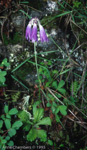 <i>Primula cawdoriana </i>