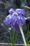 <i>Primula cawdoriana </i>