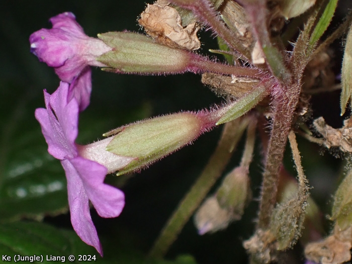 <i>Primula chapaensis </i>