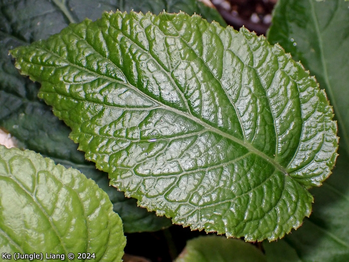 <i>Primula chapaensis </i>