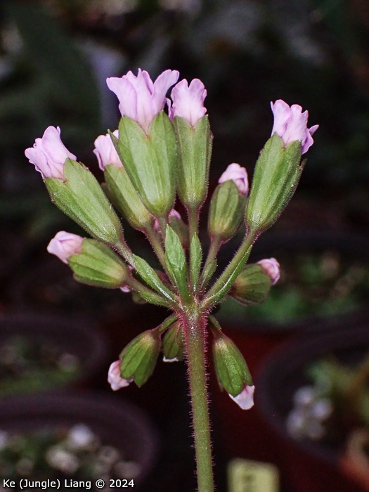 <i>Primula chapaensis </i>