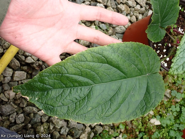 <i>Primula chapaensis </i>
