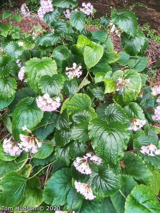 <i>Primula chapaensis </i>