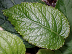<i>Primula chapaensis </i>