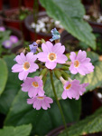 <i>Primula chapaensis </i>