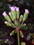 <i>Primula chapaensis </i>